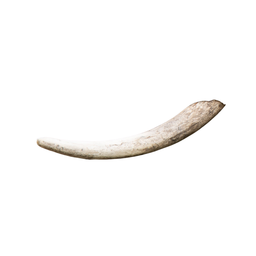 Diş Tesbih