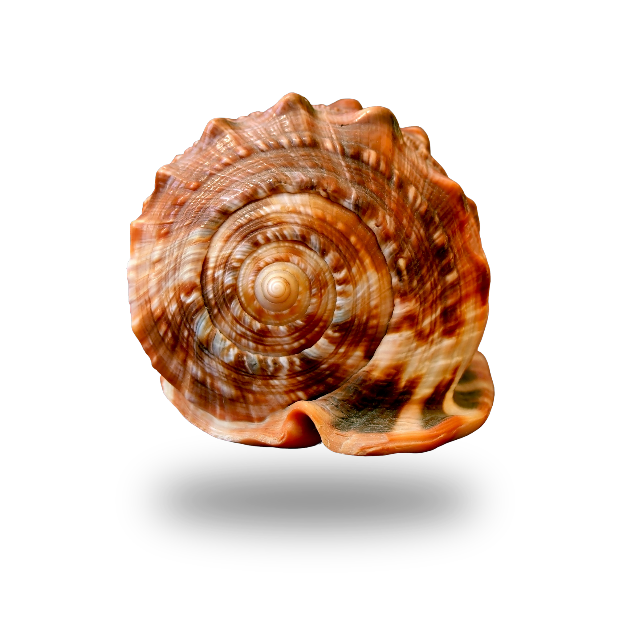 Hayvansal Tesbihler